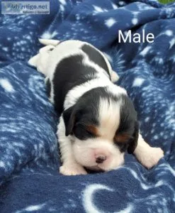 Cavalier King Charles Spaniel