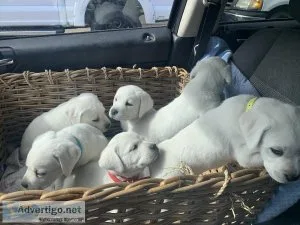 Labrador Retriever 324 white puppies