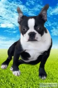 Miracle boston terrier