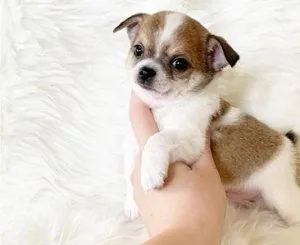 Full Pedigree long haired Chihuahua pups
