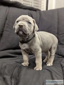 Cane corso puppies