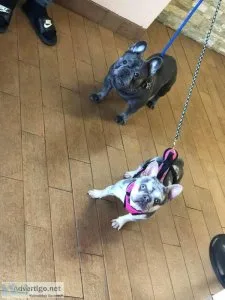 Lilac and merel exotic frenchie puppie for sale only 2 left
