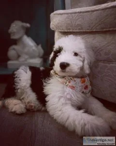 Sheepdoodle pups