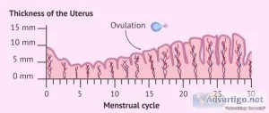 Endometrial thickness | endometrial thickness chart ? pregajunct