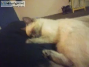 Bluepoint kitten named Star