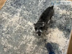Miniature schnauzer