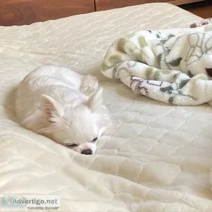 Chihuahua Puppies in Dallas
