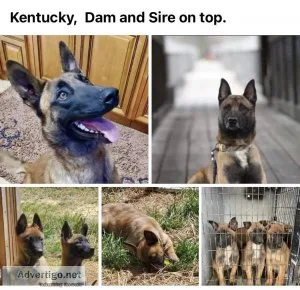 Belgian malinois puppies