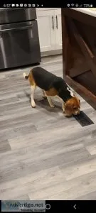 Male Beagle to a good home