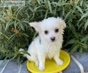 Pomeranian Poodle mix