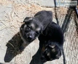 AKC German Shepherd Puppies