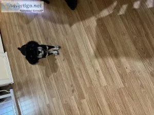 Miniture schnauzer