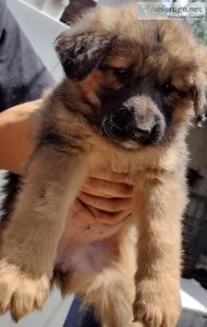 German Shepherd 14 Doberman 8wks