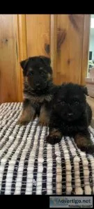 AKC German Shepherd puppies