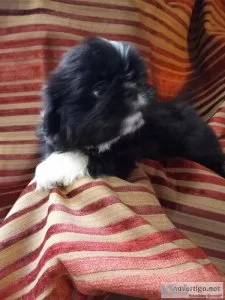 Milo the Pekingese Puppy
