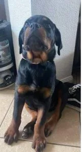 rotties male and female
