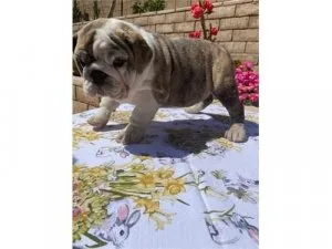 AKC English Bulldogs