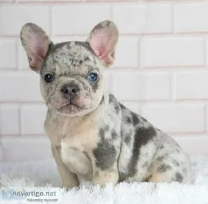 Gorgeous AKC Reg Blue French Bulldog Puppies