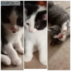 8wk Kittens