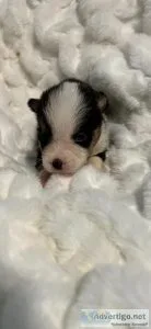 Akc Pembroke corgis