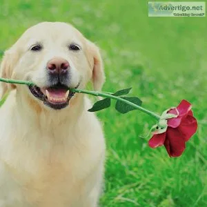 Best Dog Training Program.