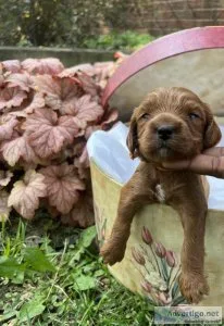 Cavapoo puppies