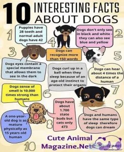 Train your Puppy with easy tricks at your home.