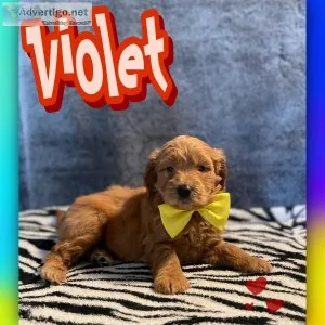 6 weeks old F1 mini Goldendoodle