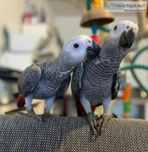 Talkative African Grey Parrots