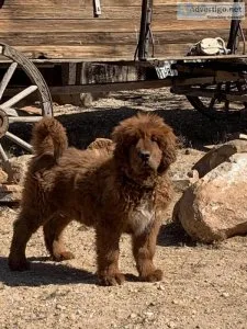 Tibetan mastiff puppy for sals