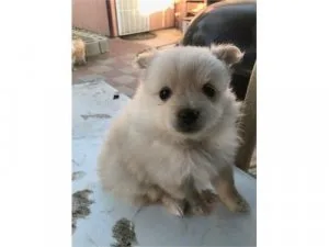 females Pomeranians puppy