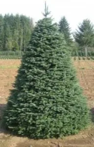 Buy Christmas Tree Delivered 12 Foot Balsam Fir