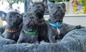 French bulldog. Daddy is 100 % French bulldog Mom is 100 % Frenc