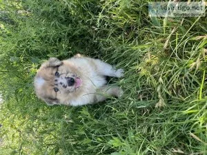 Collie x Belgian Malinois