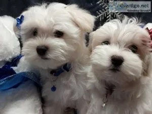 Maltese Puppies