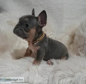 Cute French Bulldog Puppy For Sale