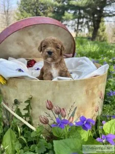 female cavapoo