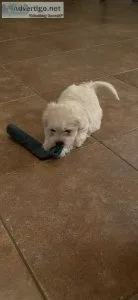 Malshipoo puppies