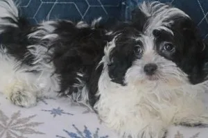 Black and White Shipoo Puppies.
