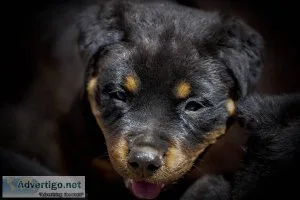 AKC male Rottweiler puppy