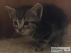 Free kittens to good home