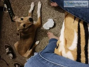 Free puppy mix