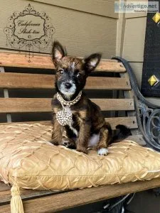 Shih Tzu Designer female puppy  NATASHA