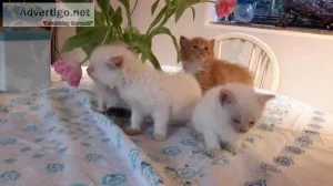 Male blue point ragdoll kittens.