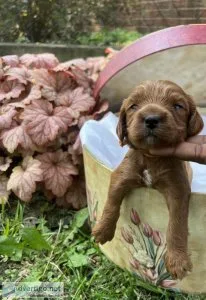 male cavapoo puppy