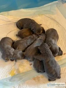 Full blooded bullies