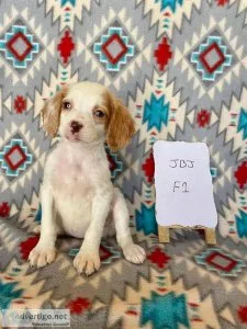 Brittany Puppies For Sale.