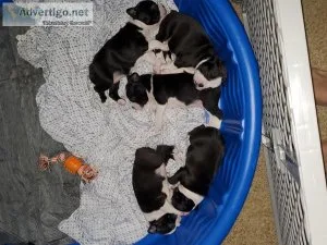Boston terrier