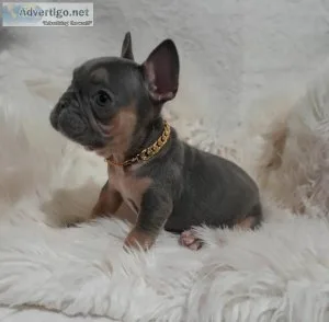 Cute French Bulldog Puppy