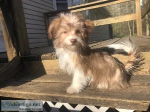 Rehoming Male Havanese Puppy.